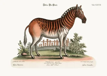 Das weibliche Zebra, 1749-73